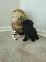 Black Jack, a male Poodle - Toy  for sale in Denham Springs, LA – 3 of 8