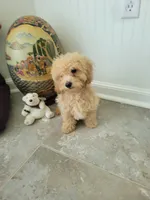 Polar Bear, a male Poodle - Toy  for sale in Denham Springs, LA – 7 of 10
