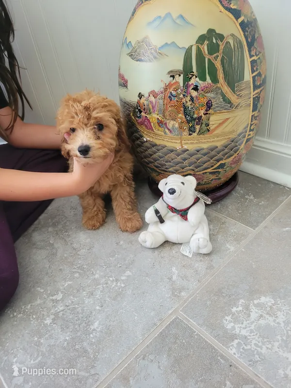 Gracie – Poodle - Toy  puppy for sale in Denham Springs, LA