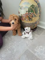 Gracie, a female Poodle - Toy  for sale in Denham Springs, LA – 1 of 8