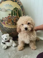 Polar Bear, a male Poodle - Toy  for sale in Denham Springs, LA – 5 of 10