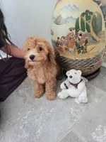 Gracie, a female Poodle - Toy  for sale in Denham Springs, LA – 3 of 8