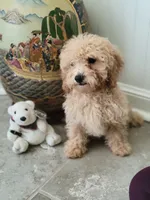 Polar Bear, a male Poodle - Toy  for sale in Denham Springs, LA – 8 of 10