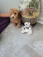 Gracie, a female Poodle - Toy  for sale in Denham Springs, LA – 8 of 8