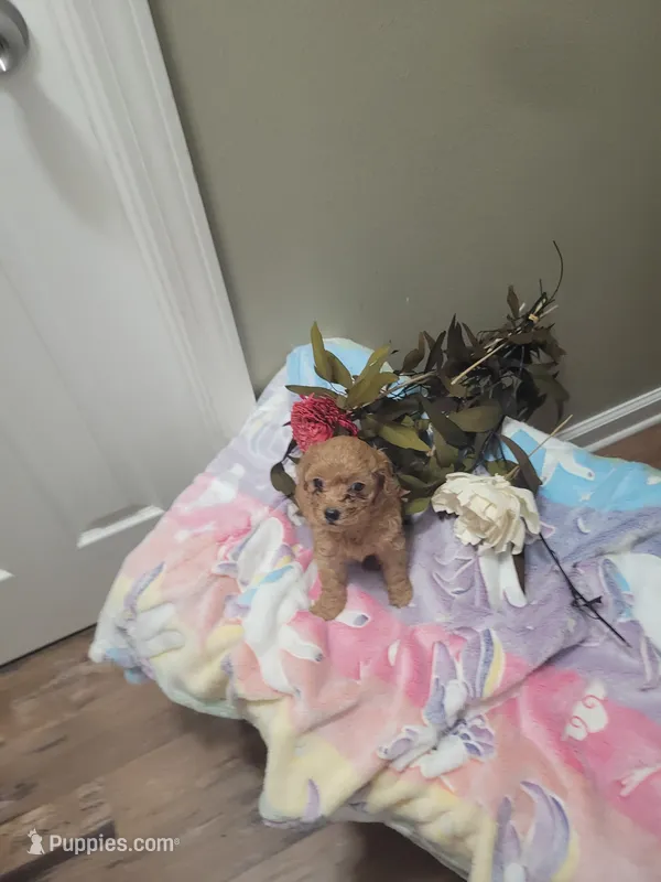Lauren – Poodle - Toy  puppy for sale in Denham Springs, LA
