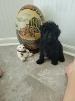 Black Jack, a male Poodle - Toy  for sale in Denham Springs, LA – 2 of 8