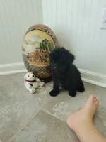 Black Jack, a male Poodle - Toy  for sale in Denham Springs, LA – 1 of 8