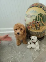 Gracie, a female Poodle - Toy  for sale in Denham Springs, LA – 6 of 8