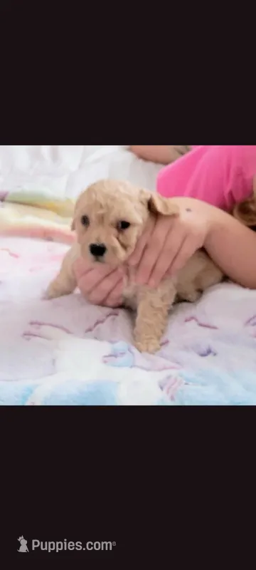 Cash  – Poodle - Toy  puppy for sale in Denham Springs, LA
