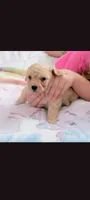 Cash , a male Poodle - Toy  for sale in Denham Springs, LA – 1 of 2