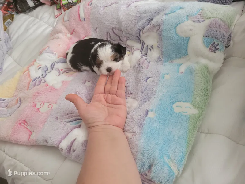 Cooper – Yorkshire Terrier puppy for sale in Denham Springs, LA