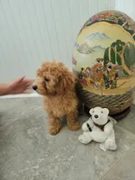 Gracie, a female Poodle - Toy  for sale in Denham Springs, LA – 4 of 8