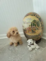 Polar Bear, a male Poodle - Toy  for sale in Denham Springs, LA – 10 of 10