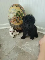 Black Jack, a male Poodle - Toy  for sale in Denham Springs, LA – 7 of 8