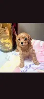 Lauren, a female Poodle - Toy  for sale in Denham Springs, LA – 3 of 3