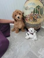 Gracie, a female Poodle - Toy  for sale in Denham Springs, LA – 7 of 8