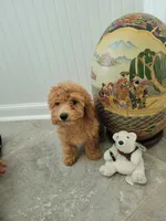 Gracie, a female Poodle - Toy  for sale in Denham Springs, LA – 2 of 8