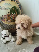 Polar Bear, a male Poodle - Toy  for sale in Denham Springs, LA – 9 of 10
