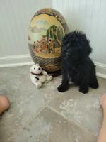 Black Jack, a male Poodle - Toy  for sale in Denham Springs, LA – 6 of 8