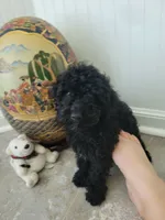 Black Jack, a male Poodle - Toy  for sale in Denham Springs, LA – 8 of 8
