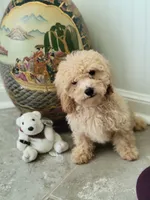 Polar Bear, a male Poodle - Toy  for sale in Denham Springs, LA – 6 of 10