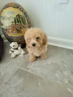 Polar Bear, a male Poodle - Toy  for sale in Denham Springs, LA – 2 of 10