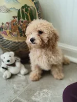 Polar Bear, a male Poodle - Toy  for sale in Denham Springs, LA – 3 of 10