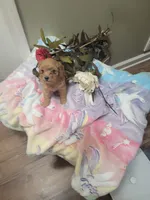 Lauren, a female Poodle - Toy  for sale in Denham Springs, LA – 2 of 3