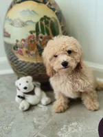 Polar Bear, a male Poodle - Toy  for sale in Denham Springs, LA – 4 of 10