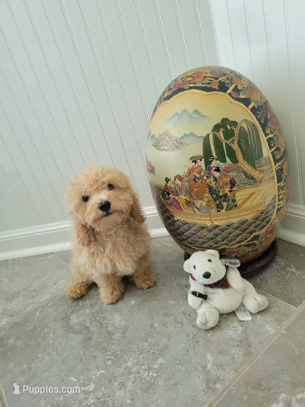 Polar Bear – Poodle - Toy  puppy for sale in Denham Springs, LA