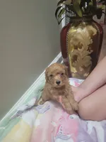 Cash , a male Poodle - Toy  for sale in Denham Springs, LA – 2 of 2