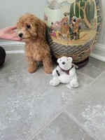 Gracie, a female Poodle - Toy  for sale in Denham Springs, LA – 5 of 8