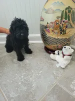 Black Jack, a male Poodle - Toy  for sale in Denham Springs, LA – 4 of 8