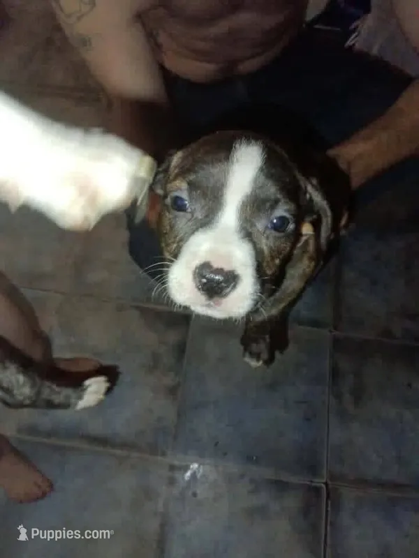 Rose – American Bully puppy for sale in Hopewell, VA