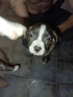 Rose, a female American Bully for sale in Hopewell, VA – 1 of 1