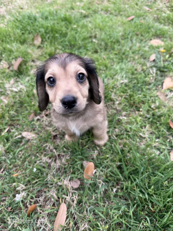 Bear – Miniature Dachshund puppy for sale in Dallas, TX