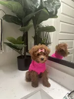 Goodness, a female Poodle - Toy  for sale in Fayetteville, GA – Photo 2 of 4