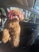 Goodness, a female Poodle - Toy  for sale in Fayetteville, GA – Photo 4 of 4