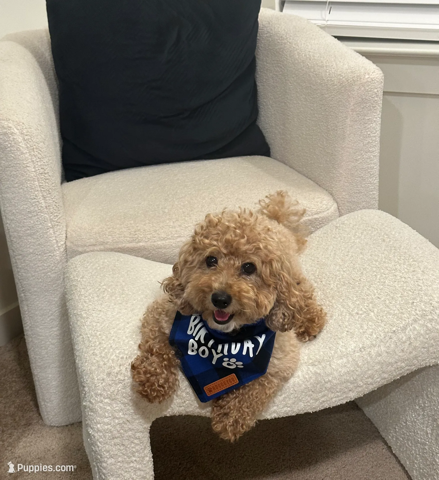 Mason, a male Poodle - Miniature  for sale in Fayetteville, GA – Photo 3 of 4