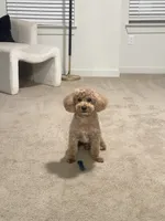 Mason, a male Poodle - Miniature  for sale in Fayetteville, GA – Photo 2 of 4