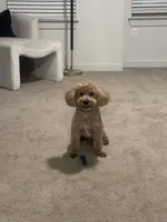 Mason, a male Poodle - Miniature  for sale in Fayetteville, GA – Photo 4 of 4