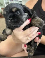 Charlie, a male Shih Tzu for sale in Richmond, VA – 2 of 2