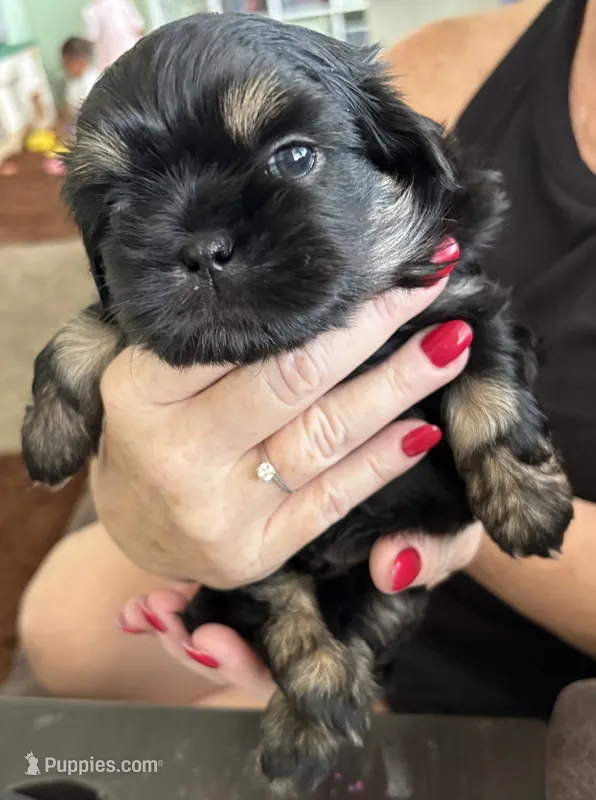 Charlie – Shih Tzu puppy for sale in Richmond, VA