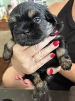Charlie, a male Shih Tzu for sale in Richmond, VA – 1 of 2