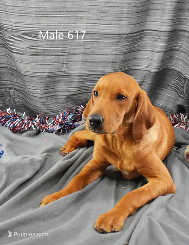 Copper – Labrador Retriever puppy for sale in Murphysboro, IL