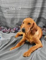 Copper, a male Labrador Retriever for sale in Murphysboro, IL – 1 of 4
