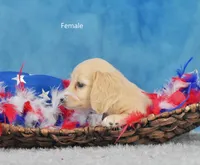 Pearl, a female Miniature Dachshund for sale in Murphysboro, IL – 3 of 4