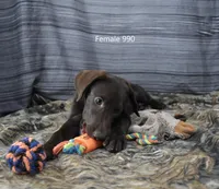 Cubby's Girl 990, a male Labrador Retriever for sale in Murphysboro, IL – 3 of 3