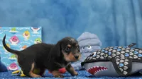 Ms. Wirehair Dapple, a male Miniature Dachshund for sale in Murphysboro, IL – 2 of 4
