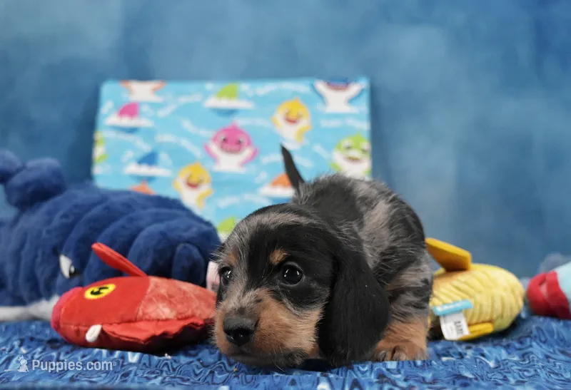 Wirehair Dapple  – Miniature Dachshund puppy for sale in Murphysboro, IL